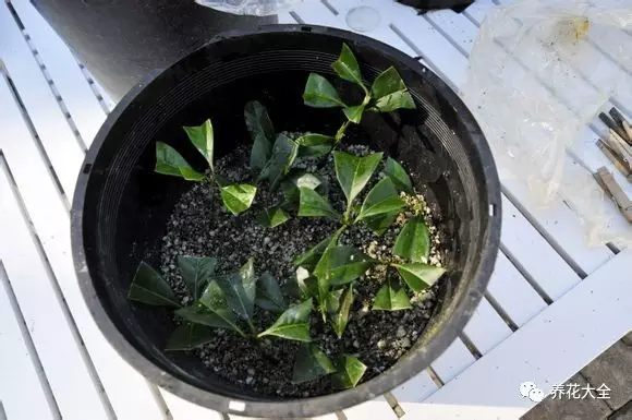 绿萝吊兰怎么养