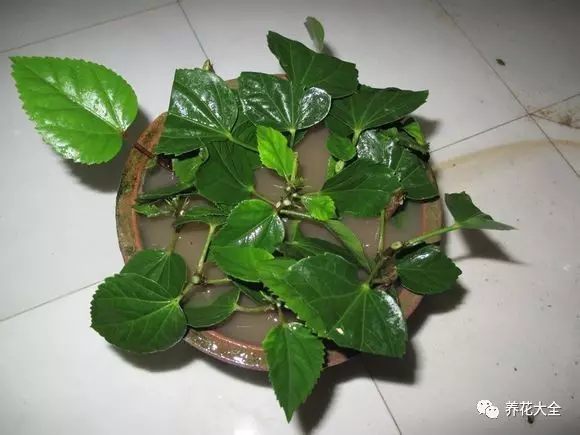 绿萝吊兰怎么养