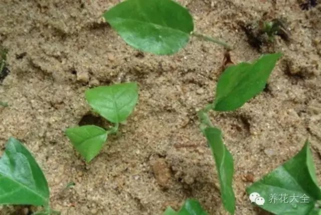 绿萝吊兰怎么养