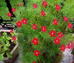 茑萝用多深盆还是浅盆