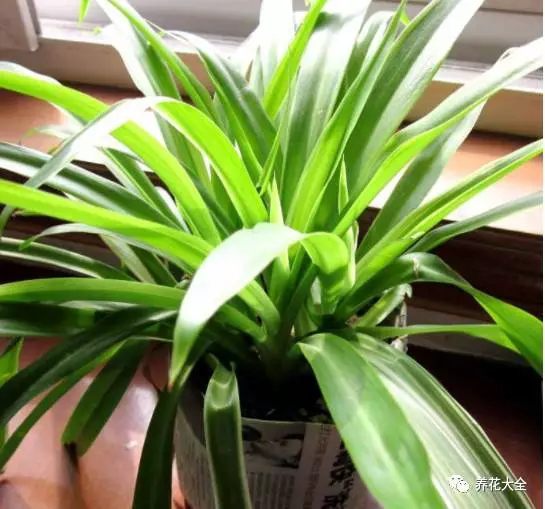 根部烂的花怎么治疗