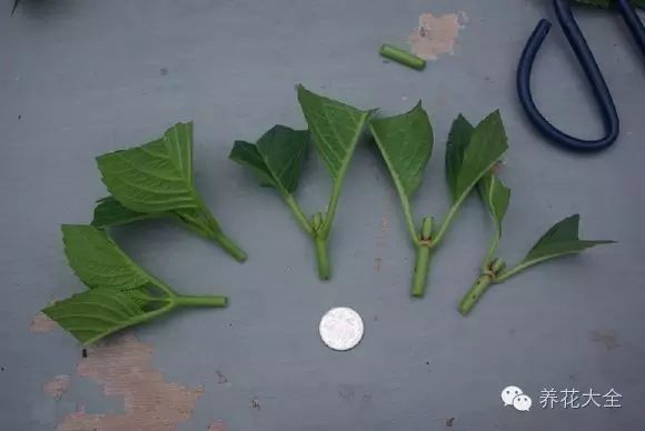 绿萝吊兰怎么养