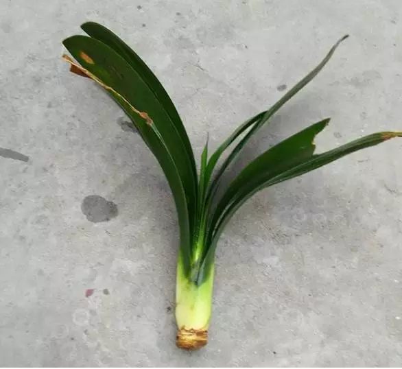 根部烂的花怎么治疗