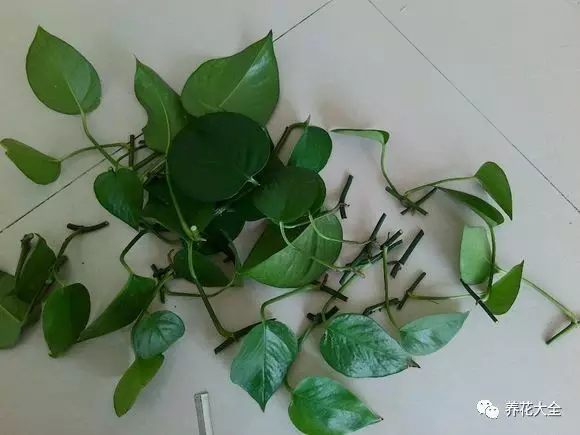 绿萝吊兰怎么养