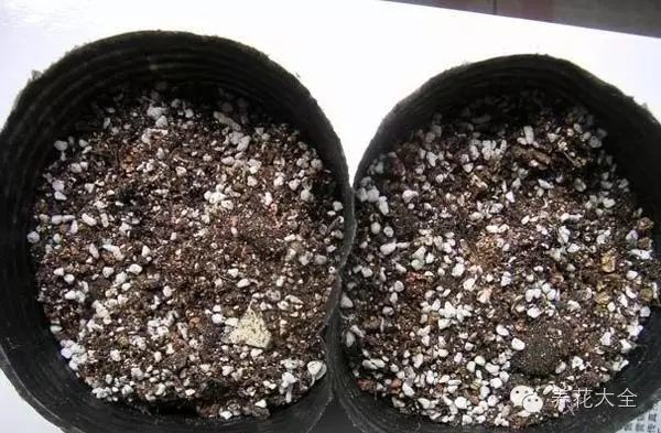 绿萝吊兰怎么养