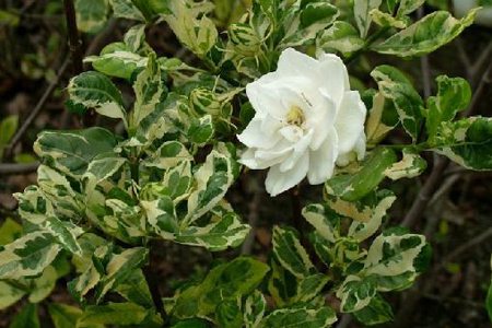 栀子花有哪些品种图片