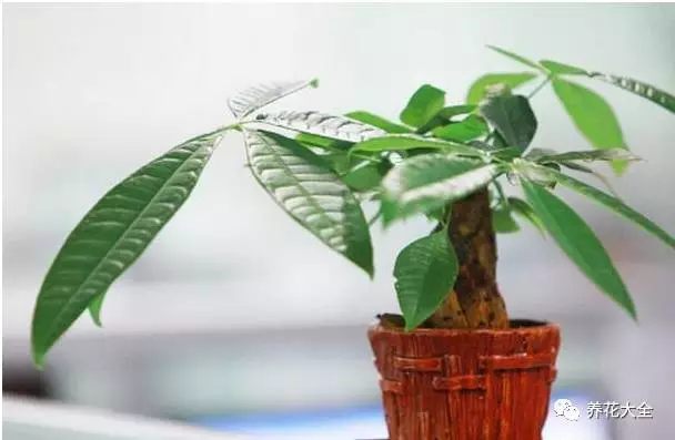 根部烂的花怎么治疗