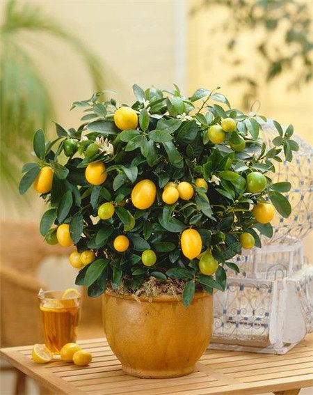 花卉怎样过冬天?