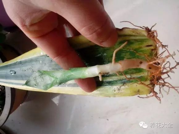 绿萝吊兰怎么养