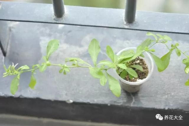 绿萝吊兰怎么养