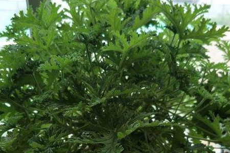 香叶天竺葵养护