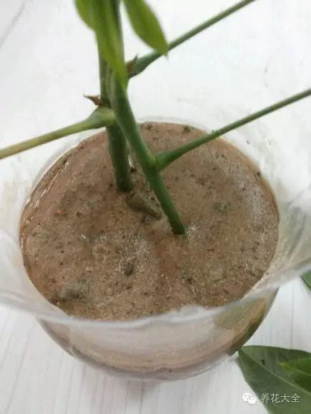 绿萝吊兰怎么养