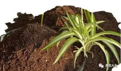 根部烂的花怎么治疗