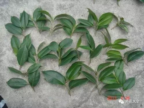 绿萝吊兰怎么养