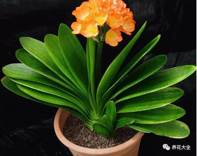 根部烂的花怎么治疗