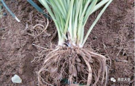 根部烂的花怎么治疗