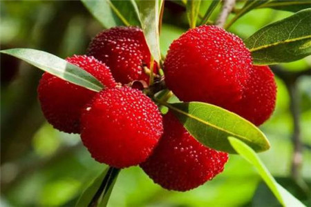 杨梅树一棵能结多少斤果