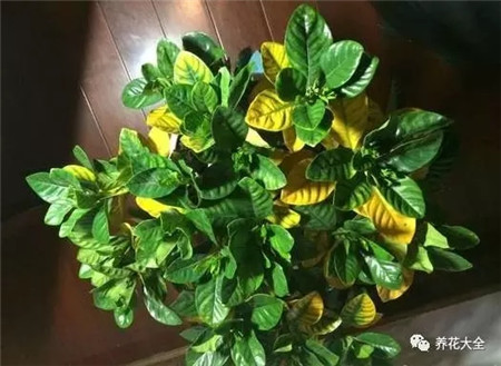 茉莉栀子叶尖干枯怎么办