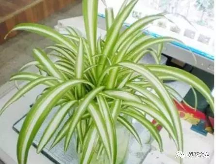 根部烂的花怎么治疗