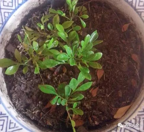 绿萝吊兰怎么养