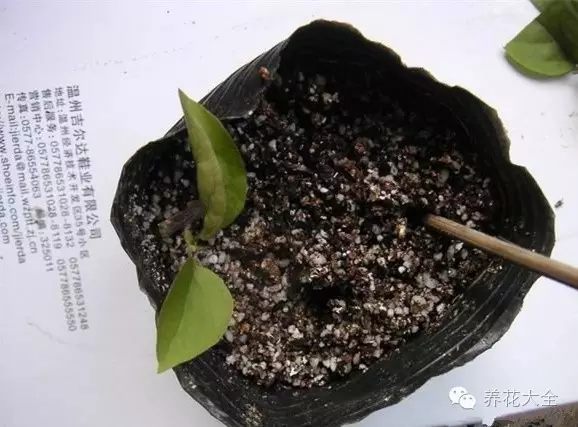 绿萝吊兰怎么养