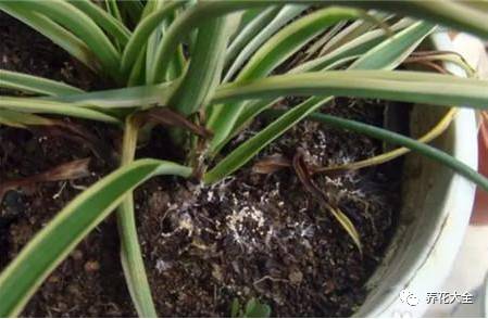 根部烂的花怎么治疗