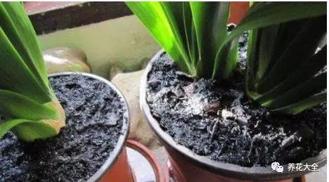 根部烂的花怎么治疗