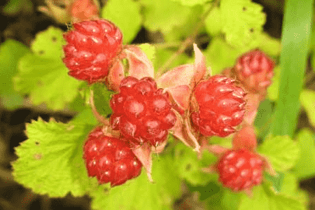 茅莓的养殖方法和注意事项有哪些