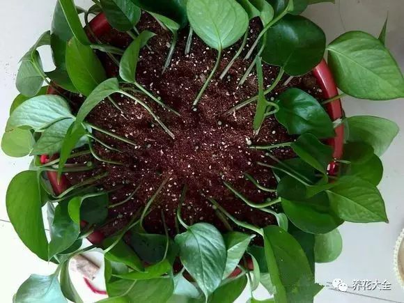 绿萝吊兰怎么养