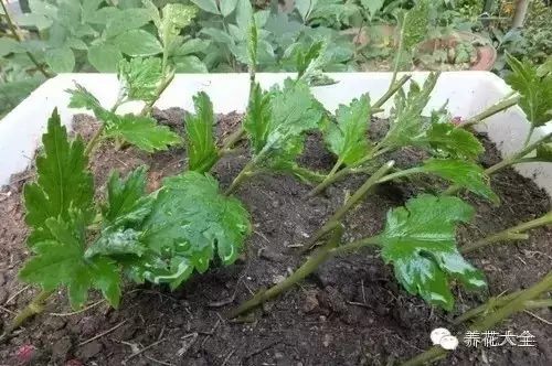 绿萝吊兰怎么养