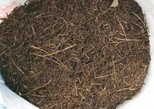 根部烂的花怎么治疗