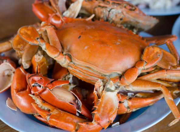 螃蟹什么分公母