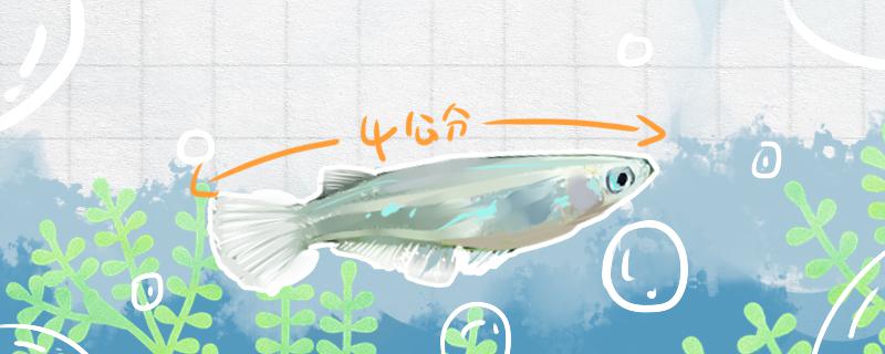 青鳉鱼可以长多大怎么养长得大(青鳉鱼几个月成鱼)