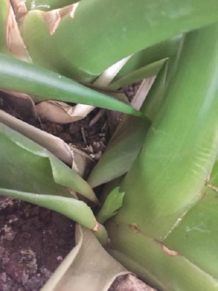 鸿运当头叶子枯了怎么办(鸿运当头叶子焦边干枯是怎么回事)