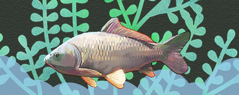 黑坑钓鲤鱼如何调漂最好用选什么饵料最好(黑坑钓鲤鱼怎样调漂最好)