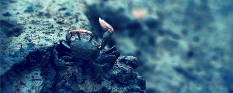 螃蟹是横着走的吗为什么横着走(知道螃蟹为什么横着走吗?因为有钱)