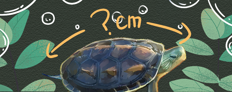 中华花龟能长多大多大可以下蛋(中华花龟最大多少斤)