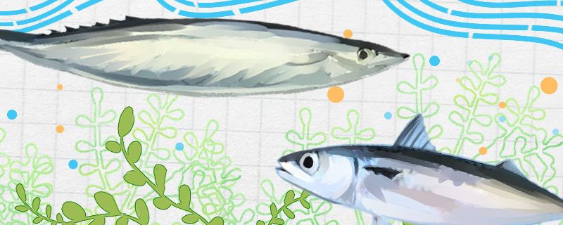 秋刀鱼和青花鱼是同一种鱼吗有什么区别(秋刀鱼好吃还是青花鱼好吃)