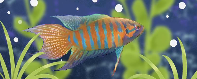 中国斗鱼苗怎么养需要注意什么(中国斗鱼苗图片)