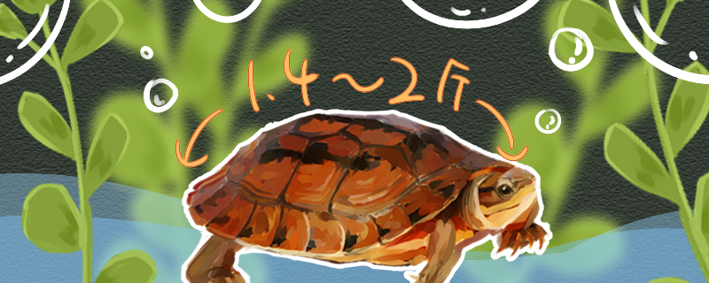 金钱龟能长多大多大才会下蛋(金钱龟一般能长多大)