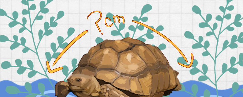 苏卡塔尔龟能长多大能活多久(苏卡塔尔陆龟的饲养条件)