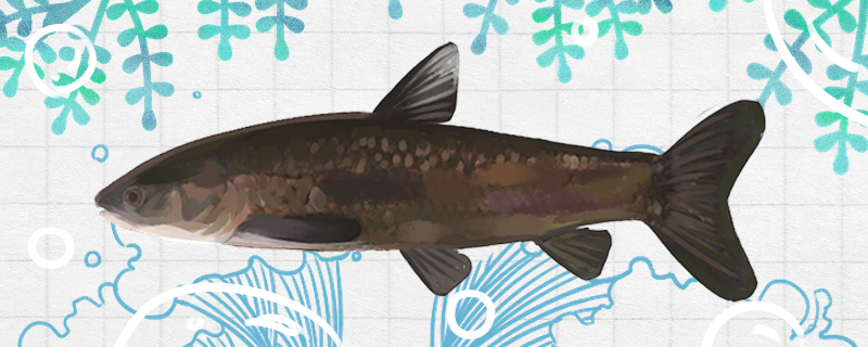 青鱼喂什么饲料好多长时间喂一次(青鱼要喂什么)