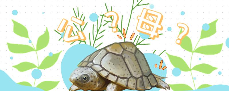 剃刀龟5厘米能分公母吗怎么分公母(剃刀龟3cm怎么分公母)