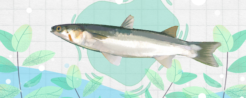 梭鱼刺多吗和鲈鱼哪个刺少(梭鱼的鱼刺多吗)