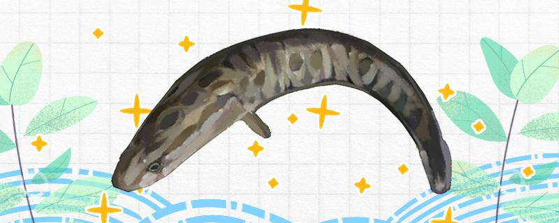 冬季钓黑鱼用什么饵最好能用蚯蚓吗(冬天用什么钓黑鱼)