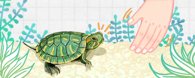 巴西龟会跟着主人吗怎么养才不怕人(巴西龟会主动咬人吗)