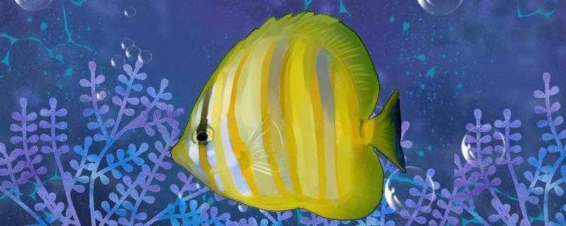 澳洲彩虹蝴蝶鱼好养吗怎么养(澳洲彩虹蝴蝶鱼好养吗怎么养的)