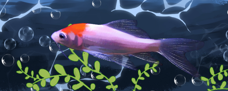 龙凤锦鲤好养吗怎么养(龙凤锦鲤比普通锦鲤哪个好养)