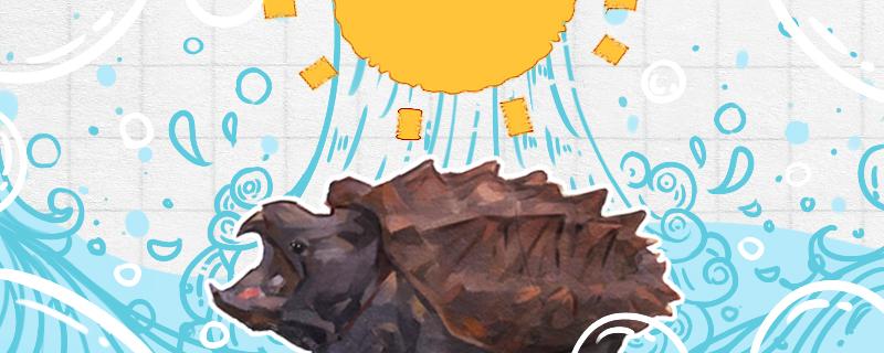 养大鳄龟需要注意什么繁殖时需要注意什么(养大鳄龟危险吗)