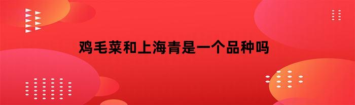 鸡毛菜和上海青是一个品种吗(鸡毛菜好吃还是上海青好吃)